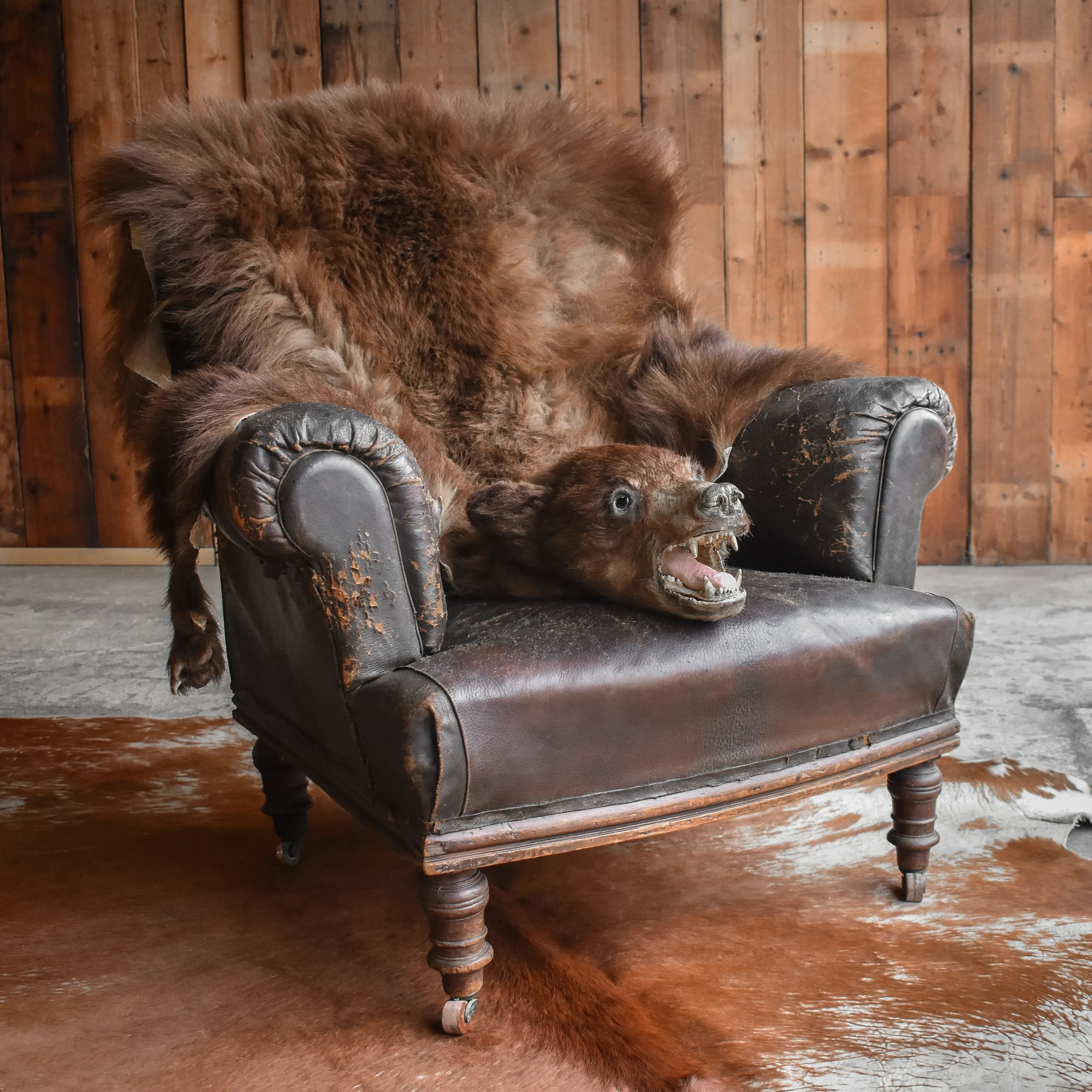 Bear skin rugs